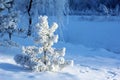 Snow Covered Small Pine Tree