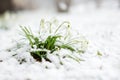 Snow covered spring snowdrop flowers blossoming outdoors. First flowers of spring during snowfall Royalty Free Stock Photo