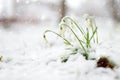 Snow covered spring snowdrop flowers blossoming outdoors. First flowers of spring during snowfall Royalty Free Stock Photo