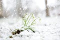 Snow covered spring snowdrop flowers blossoming outdoors. First flowers of spring during snowfall Royalty Free Stock Photo