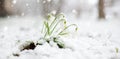 Snow covered spring snowdrop flowers blossoming outdoors. First flowers of spring during snowfall Royalty Free Stock Photo