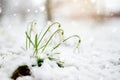 Snow covered spring snowdrop flowers blossoming outdoors. First flowers of spring during snowfall Royalty Free Stock Photo