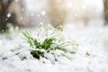 Snow covered spring snowdrop flowers blossoming outdoors. First flowers of spring during snowfall Royalty Free Stock Photo