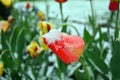 Snow covered spring yellow and red tulips. Closeup. Royalty Free Stock Photo