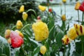 Snow covered spring yellow and red tulips. Closeup. Royalty Free Stock Photo