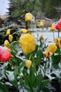 Snow covered spring yellow and red tulips. Closeup. Royalty Free Stock Photo