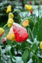 Snow covered spring yellow and red tulips. Closeup. Royalty Free Stock Photo