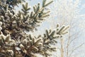 Snow covered spruce branch covered with snow against the winter blue sky during a sunny winter day Royalty Free Stock Photo