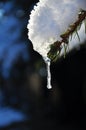 Snow covered spruce branch with an icicle Royalty Free Stock Photo