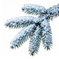 Snow Covered Spruce Branch Isolated on White Background Close Up View Royalty Free Stock Photo