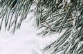 Snow covered spruce branch in winter forest.! Royalty Free Stock Photo