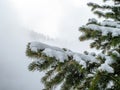 Snow covered spruce branches on a foggy day. Winter mountain landscape Royalty Free Stock Photo