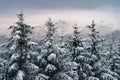 Snow covered Spruce Fir trees with mountains in the background. Lake District, UK.