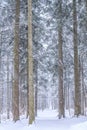 Snow-covered spruce forest during heavy snowfall in the Silesian Beskids, Poland