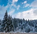 Snow covered spruce forest in winter