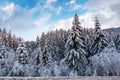 Snow covered spruce forest in winter