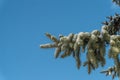 Snow covered spruce tree branch Royalty Free Stock Photo