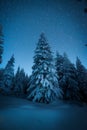 Snow-covered spruce tree in winter forest under the starry night sky Royalty Free Stock Photo