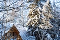 snow-covered spruce tree and wooden cottage Royalty Free Stock Photo