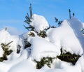 Snow covered spruce trees. Snow drifts after snowfal Royalty Free Stock Photo