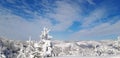 Snow covered spruce trees in mountain forest. Winter landscape in sunny morning. Snow drifts after snowfall and storm