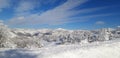 Snow covered spruce trees in mountain forest. Winter landscape in sunny morning. Snow drifts after snowfall and storm