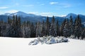 Snow covered spruce trees stand in snow swept mountain meadow under a blue sky. Marvelous winter sun high in the mountains.