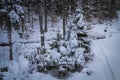 Snow covered spruce trees. Winter forest Royalty Free Stock Photo