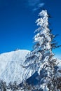 Snow-covered spruce trees during winter Royalty Free Stock Photo