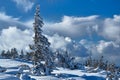 Snow-covered spruce trees during winter Royalty Free Stock Photo