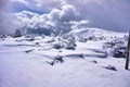 Snow-covered spruce trees during winter Royalty Free Stock Photo