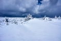 Snow-covered spruce trees during winter Royalty Free Stock Photo