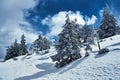 Snow-covered spruce trees during winter Royalty Free Stock Photo