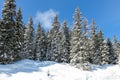 Snow covered spruce trees in winter Royalty Free Stock Photo