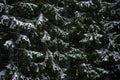 Snow covered spruce trees Royalty Free Stock Photo