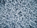 Snow Covered Spruce Trees in Woodland. Winter Season. Drone View Royalty Free Stock Photo