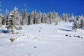 Snow covered spruces in the mountains Royalty Free Stock Photo