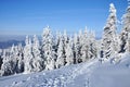 Snow-covered spruces Royalty Free Stock Photo