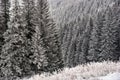 Snow covered spruces in the mountains Beskidy Royalty Free Stock Photo