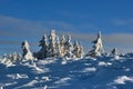 Snow covered spruces in the mountains in winter Beskidy Royalty Free Stock Photo