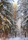 Snow-covered spruces and pines are lit by sunlight. Snowy winter forest