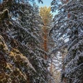 Snow-covered spruces and pines are lit by sunlight. Snowy winter forest