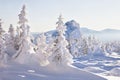 Snow covered spruces. Winter forest. Evening light. Royalty Free Stock Photo