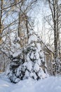 Snow covered spruces in the winter forest  Karjaa  Raseborg  Finland Royalty Free Stock Photo