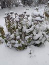 Snow-covered stonecrop bush in the garden. Eco background. Photo illustration of nature. Royalty Free Stock Photo