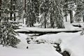 Snow covered stream in Sequoia National Park California Royalty Free Stock Photo