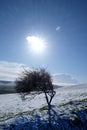 Snow covered Sussex downs with a windswept tree in the middle Royalty Free Stock Photo