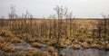 snow-covered swamp area Royalty Free Stock Photo