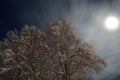 Snow covered tall birch tree with full moon and star sky background