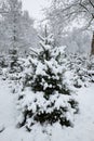 Snow covered tall Christmas tree in a forest nursery in Europe. Cloudy day, snowfall, no people